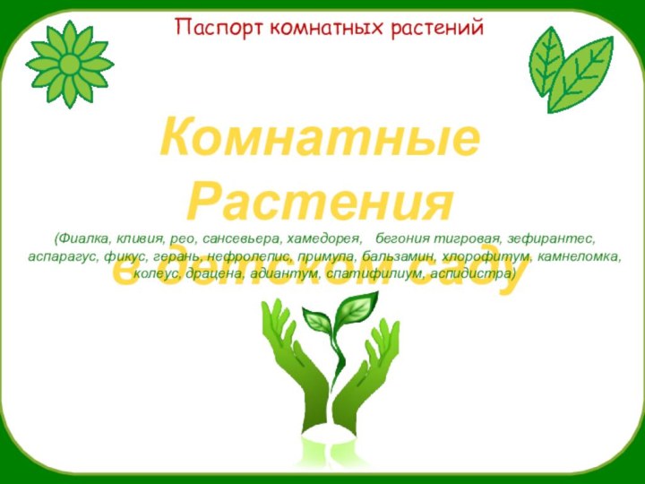 Паспорт комнатных растенийКомнатные Растения в детском саду(Фиалка, кливия, рео, сансевьера, хамедорея,