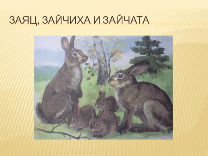 Заяц, зайчиха и зайчата