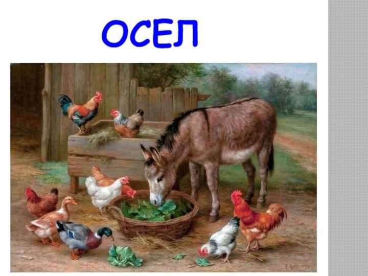 Осел