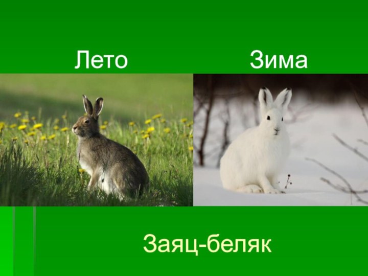 Заяц-белякЛетоЗима