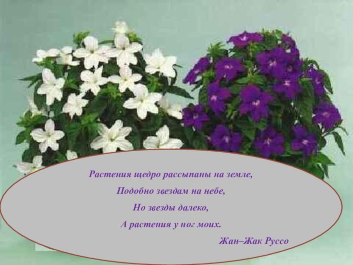 Растения щедро рассыпаны на земле,Подобно звездам на небе,Но звезды далеко,А растения у ног моих.Жан–Жак Руссо