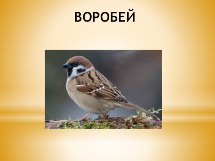 ВОРОБЕЙ