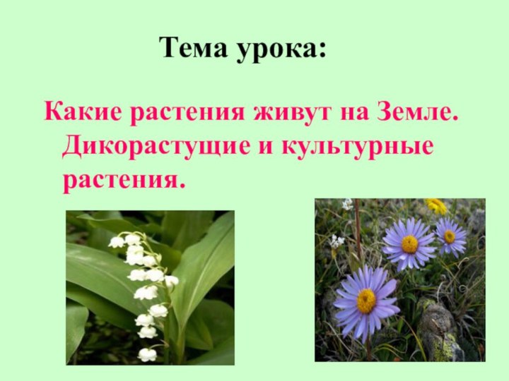 Тема урока:Какие растения живут на Земле. Дикорастущие и культурные растения.