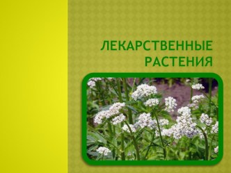 Презентация к занятию по окружающему мируЛекарственные растения. презентация к занятию по окружающему миру (подготовительная группа) по теме