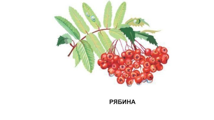 РЯБИНА