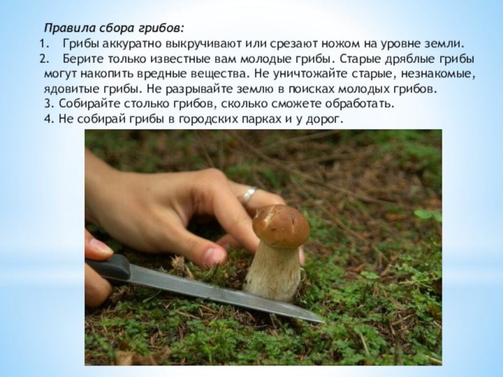Правила сбора грибов:Грибы аккуратно выкручивают или срезают ножом на уровне земли.Берите только