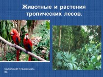 Животные и растения тропических лесов. проект по окружающему миру (2 класс)
