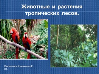 Животные и растения тропических лесов. проект по окружающему миру (2 класс)