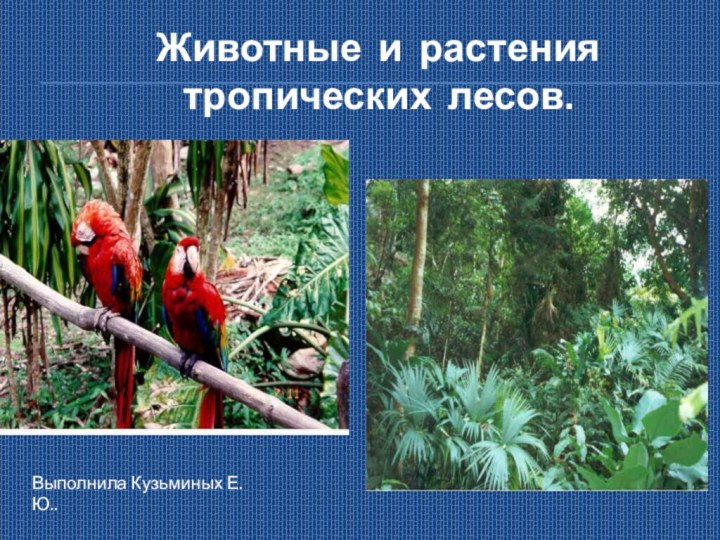 Животные и растения тропических лесов.Выполнила Кузьминых Е.Ю..