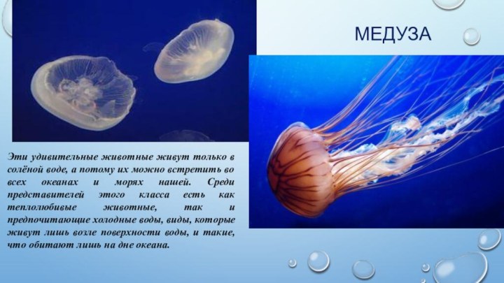 МедузаЭти удивительные животные живут только в солёной воде, а потому их можно