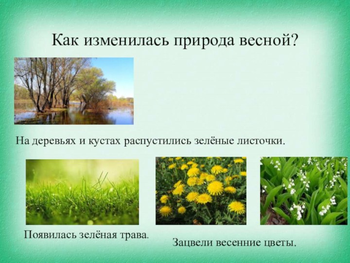 Как изменилась природа весной?На деревьях и кустах распустились зелёные листочки.Появилась зелёная трава.Зацвели весенние цветы.