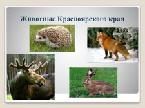 Животные Красноярского края презентация к уроку (средняя, старшая группа)