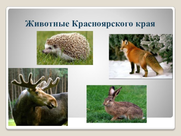 Животные Красноярского края