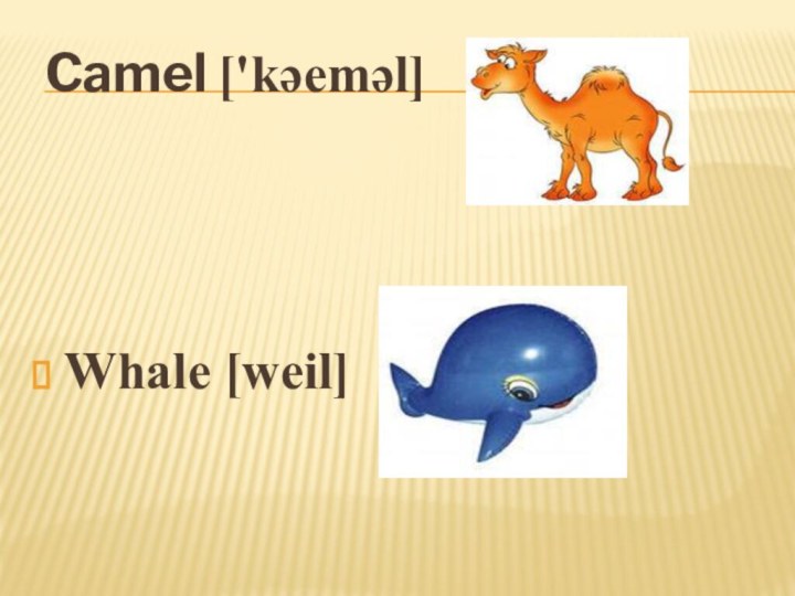 Camel ['kәemәl]Whale [weil]