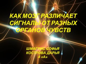 Презентация Как мозг различает сигналы от разных органов чувств 4 класс