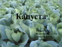 kapusta