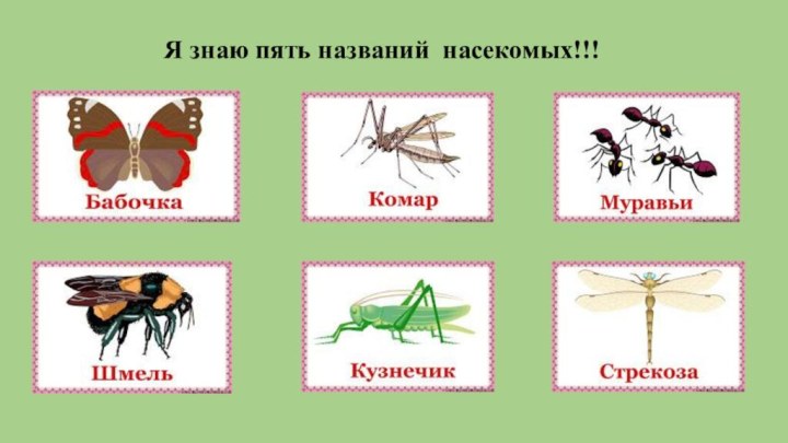 Я знаю пять названий насекомых!!!