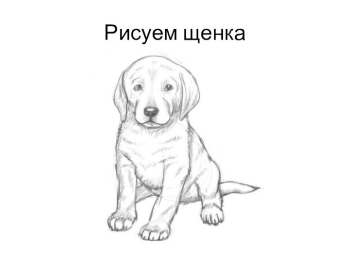 Рисуем щенка