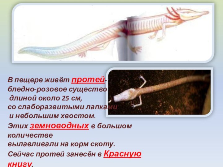 В пещере живёт протей- бледно-розовое существо длиной около 25 см,со слаборазвитыми лапками