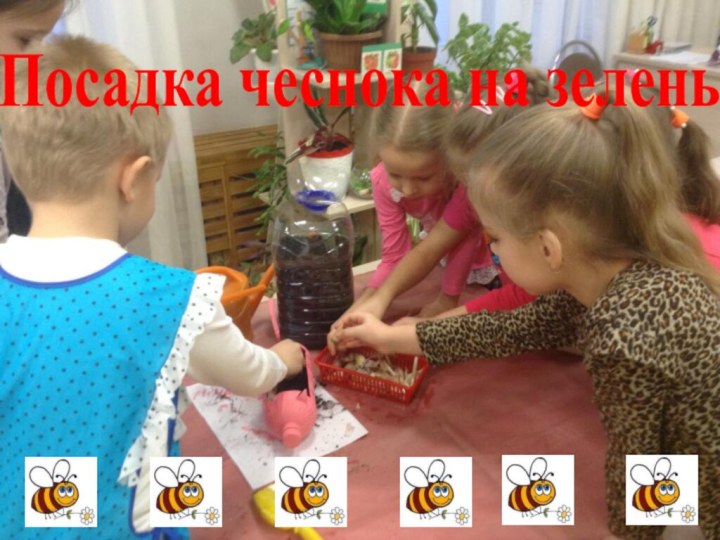 Посадка чеснока на зелень