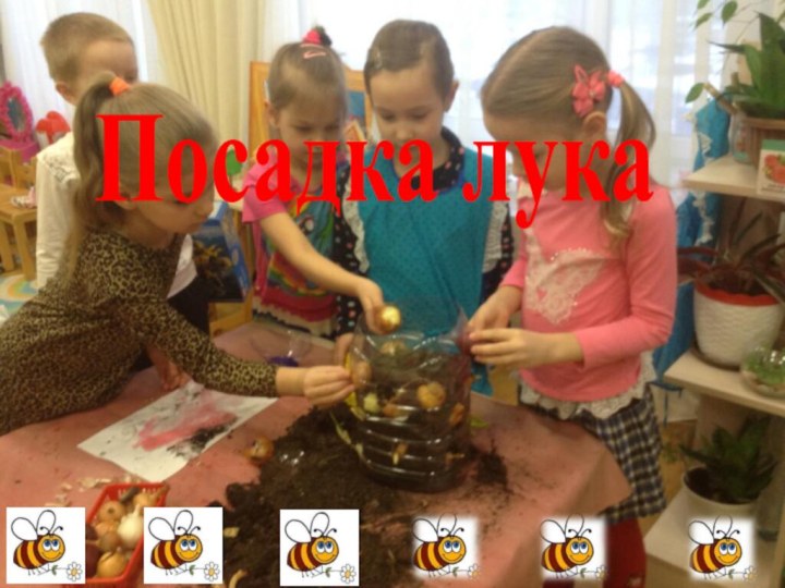 Посадка лука