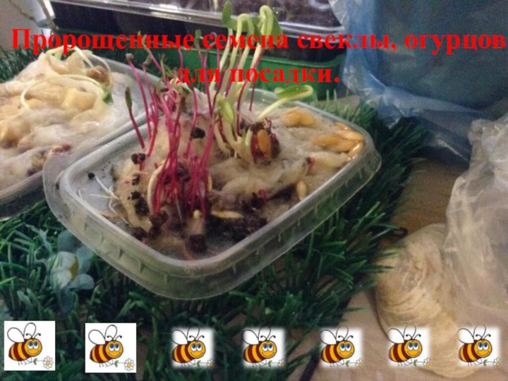 Пророщенные семена свеклы, огурцов для посадки.