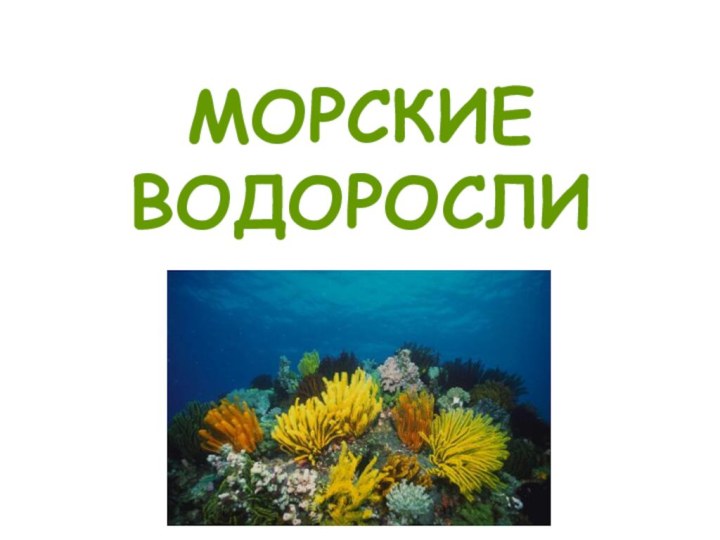 МОРСКИЕ ВОДОРОСЛИ