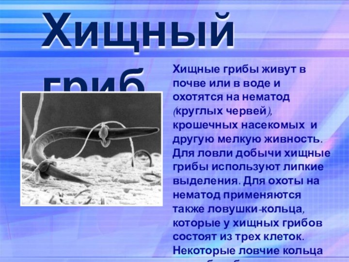 Хищный грибХищные грибы живут в почве или в воде и охотятся на