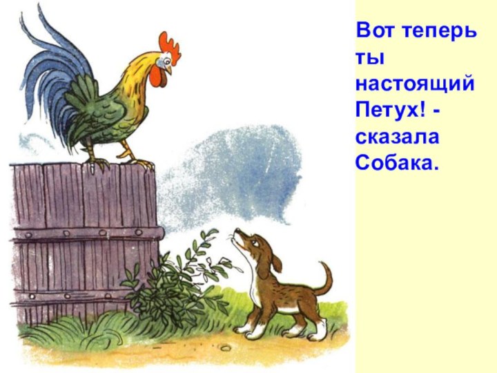 - Вот теперь ты настоящий Петух! - сказала Собака.