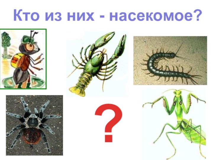 Кто из них - насекомое??