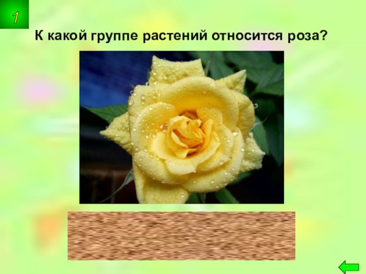 К какой группе растений относится роза?цветковые1