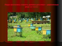 Презентация Как живут пчелы презентация к уроку по окружающему миру (младшая, средняя, старшая, подготовительная группа)