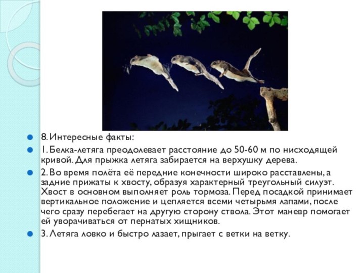 8. Интересные факты: 1. Белка-летяга преодолевает расстояние до 50-60 м по нисходящей