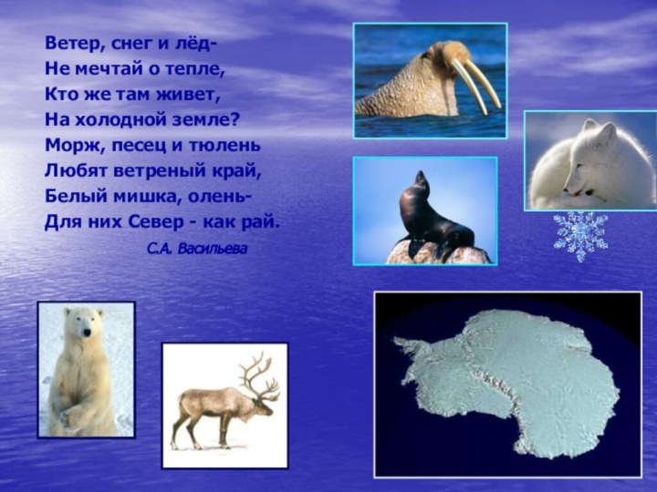 Ветер, снег и лёд-Не мечтай о тепле,Кто же там живет,На холодной земле?Морж,