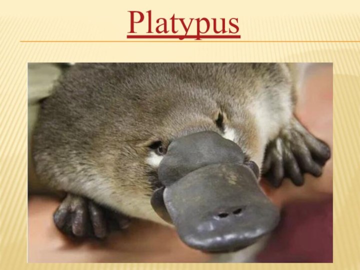 Platypus