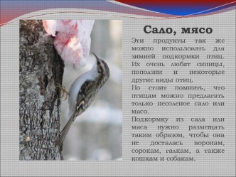 pokormite ptits zimoy