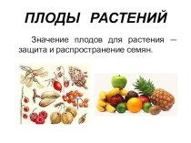 презентация Плоды растений 1 часть