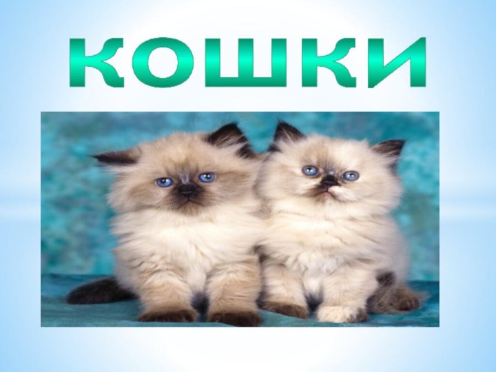 кошки