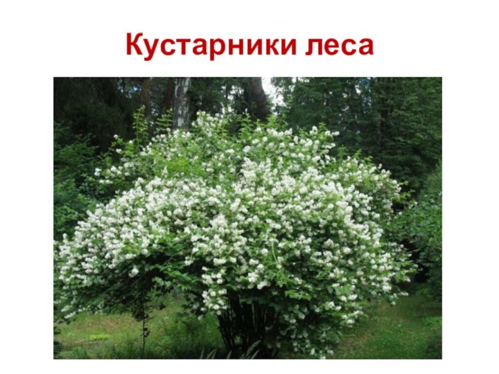 Кустарники леса