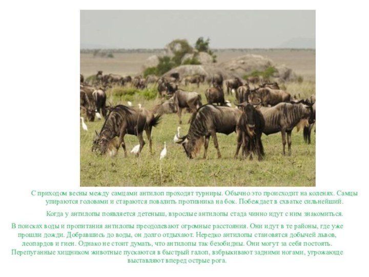 В поисках воды и пропитания антилопы преодолевают огромные расстояния. Они идут в