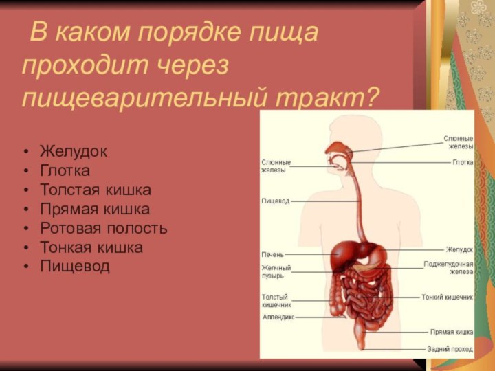 В каком порядке пища проходит через пищеварительный тракт?  ЖелудокГлоткаТолстая кишкаПрямая