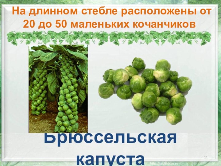 Брюссельская капуста На длинном стебле расположены от 20 до 50 маленьких кочанчиков