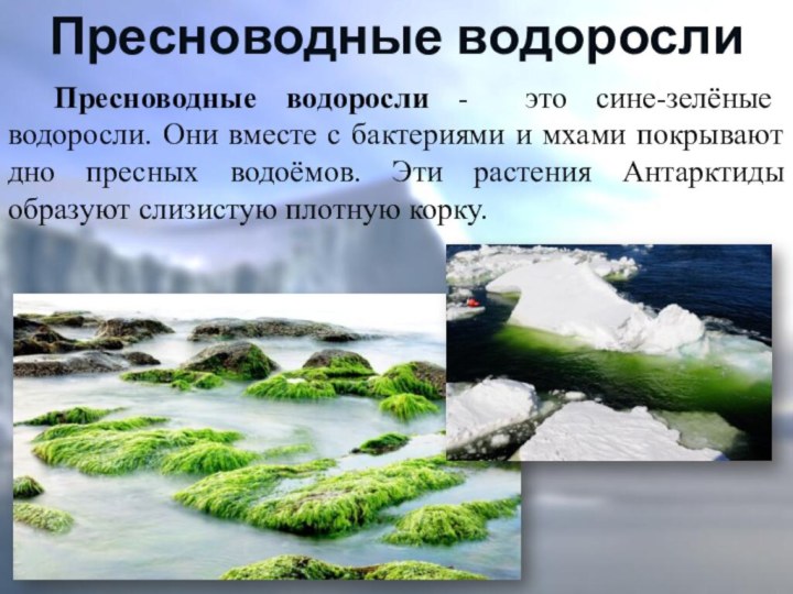 Пресноводные водоросли - это сине-зелёные водоросли. Они вместе с бактериями и мхами