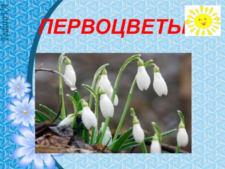 ПЕРВОЦВЕТЫ