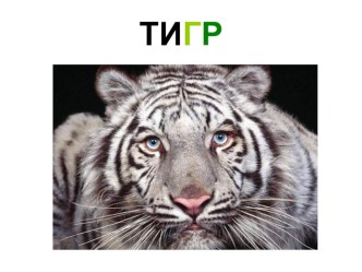 Презентация. Птицы и животные Севера презентация