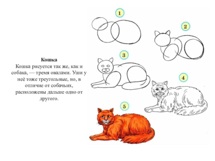 Кошка Кошка рисуется так же, как и собака, — тремя овалами. Уши