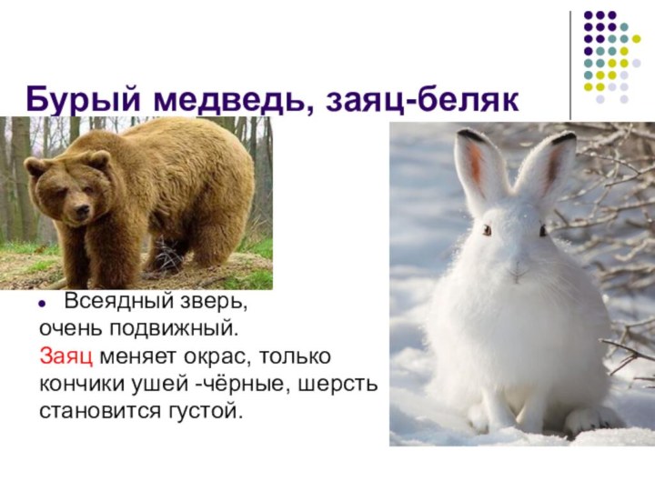 Бурый медведь, заяц-белякВсеядный зверь,очень подвижный.Заяц меняет окрас, толькокончики ушей -чёрные, шерсть становится густой.