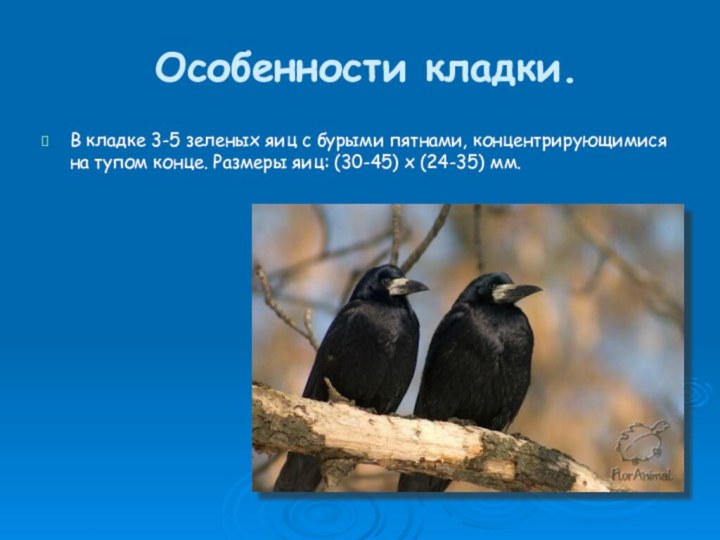 Особенности кладки.В кладке 3-5 зеленых яиц с бурыми пятнами, концентрирующимися на тупом