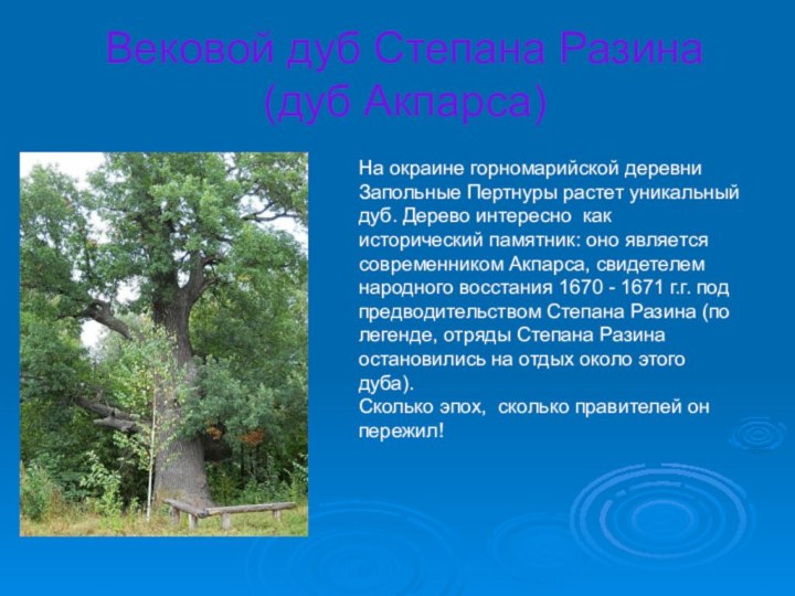 Вековой дуб Степана Разина (дуб Акпарса)На окраине горномарийской деревни Запольные Пертнуры растет