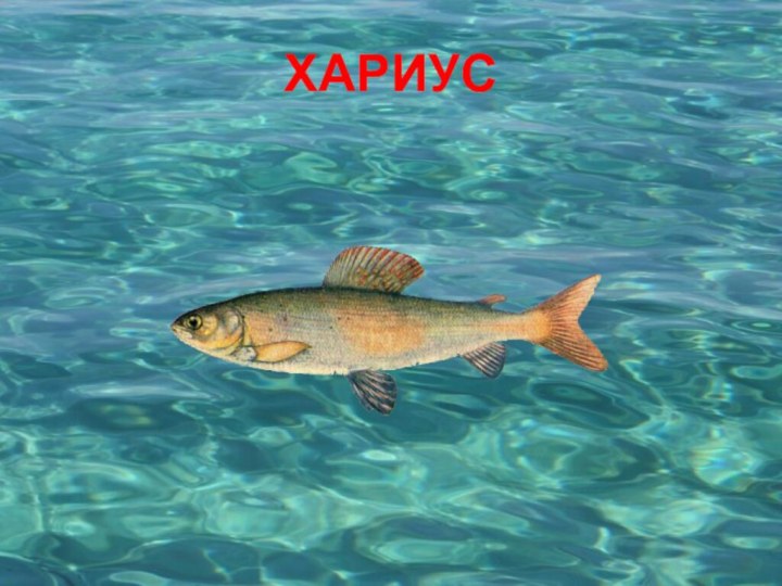 ХАРИУС